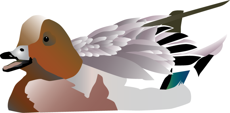 Eurasian Wigeon (Anas Penelope)