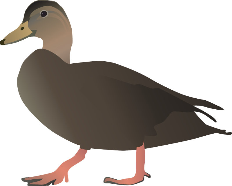 American Black Duck (Anas Rubripes)