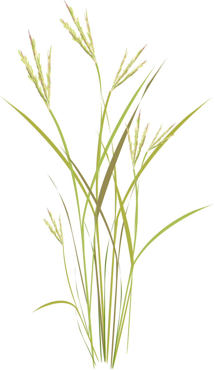Big Bluestem (Andropogon Gerardii)