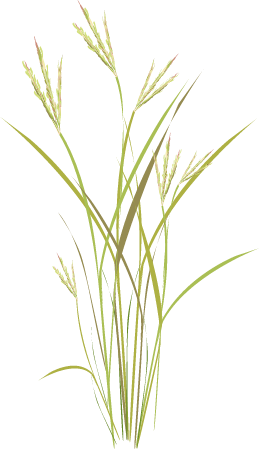 Big Bluestem (Andropogon Gerardii)