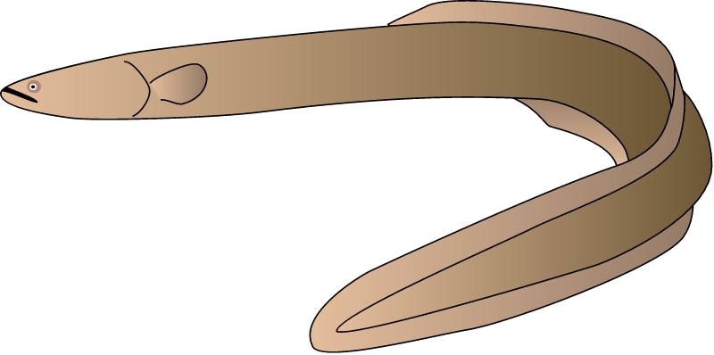 American Eel (Anguilla Rostrata)