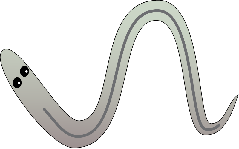 American Eel Elver (Anguilla Rostrata)