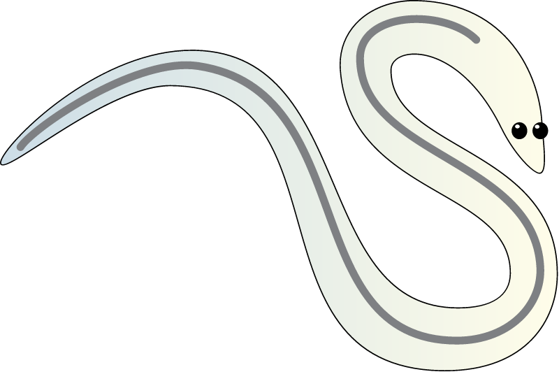 American Eel Glass Eel (Anguilla Rostrata)