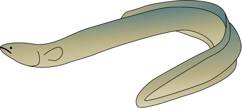 American Eel Yellow (Anguilla Rostrata)