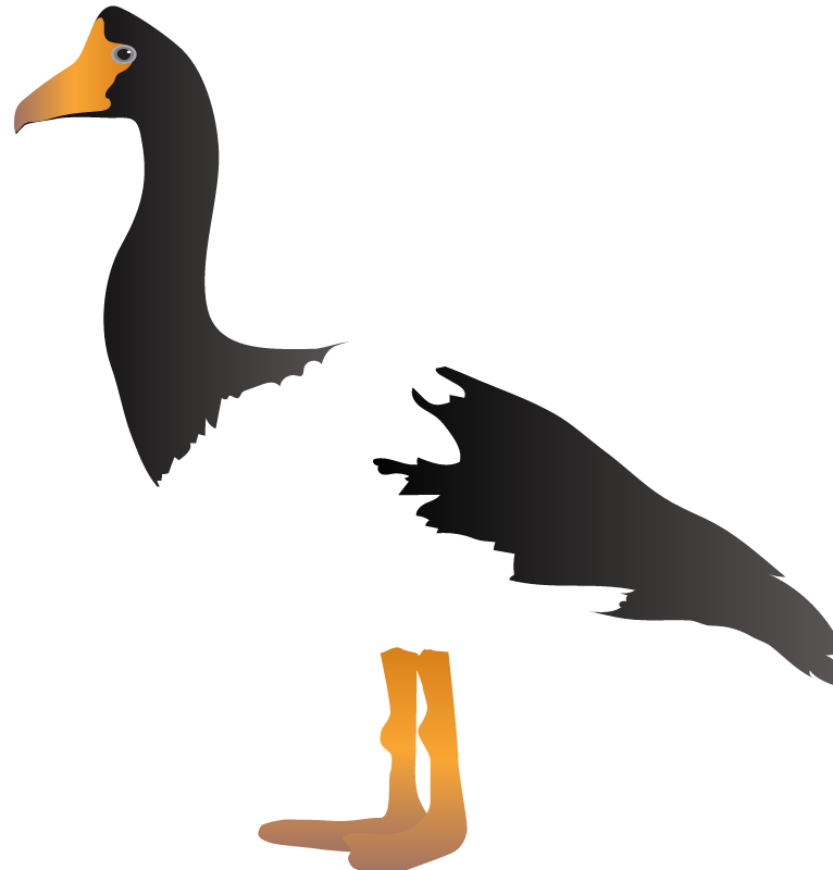 Magpie Goose (Anseranas Semipalmata)
