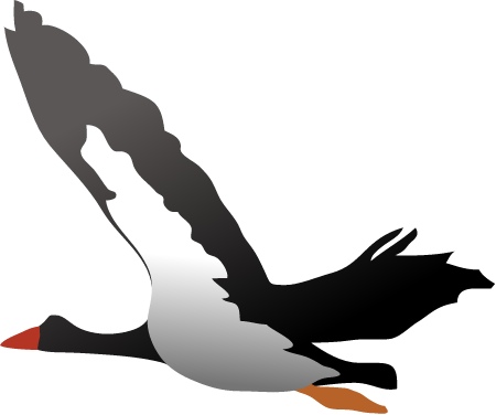 Magpie Goose (Anseranas Semipalmata)