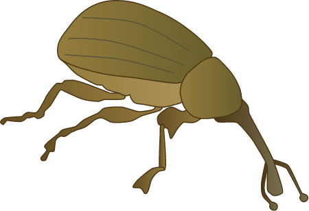 Boll Weevil (Anthonomus Grandis)