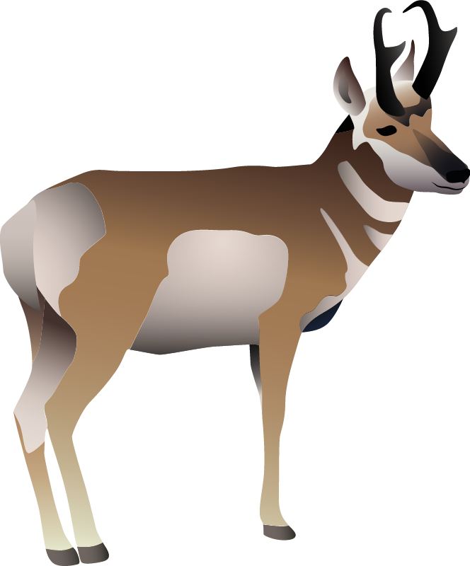 Pronghorn Deer (Antilocapra Americana)