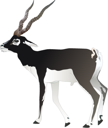 Blackbuck Antelope (Antilope Cervicapra)