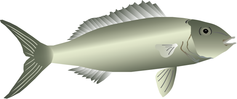 Green Jobfish Adult (Aprion Virescens)