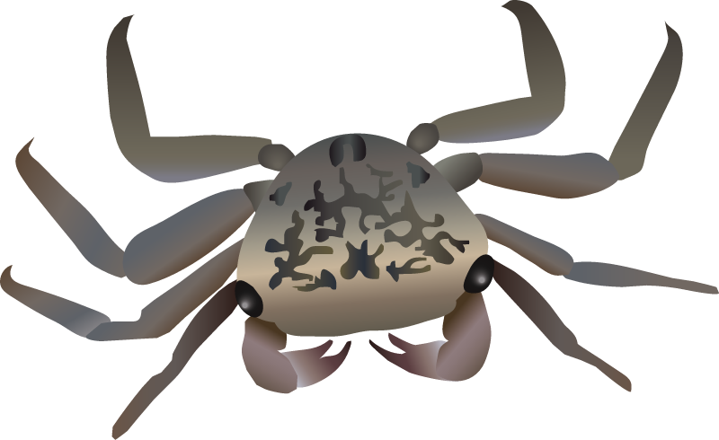 Mangrove Tree Crab (Aratus Pisonii)