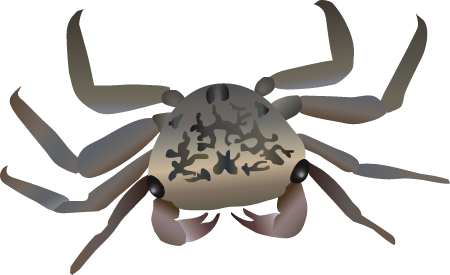 Mangrove Tree Crab (Aratus Pisonii)