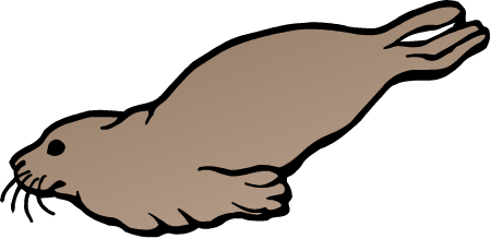 Brown Fur Seal (Arctocephalus Pusillus)