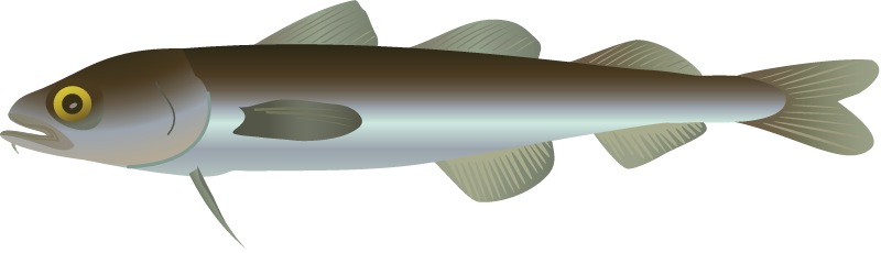 Arctic Cod (Arctogadus Glacialis)