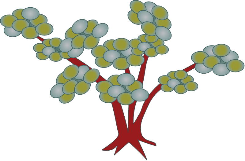 Manzanita (Arctostaphylos)