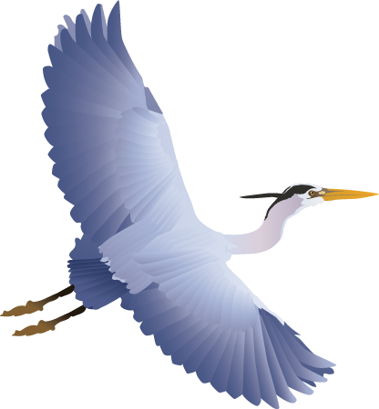 Great Blue Heron (Ardea Herodias)