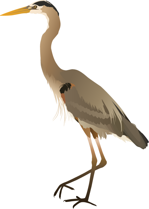 Great Blue Heron (Ardea Herodias)