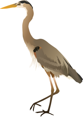 Great Blue Heron (Ardea Herodias)