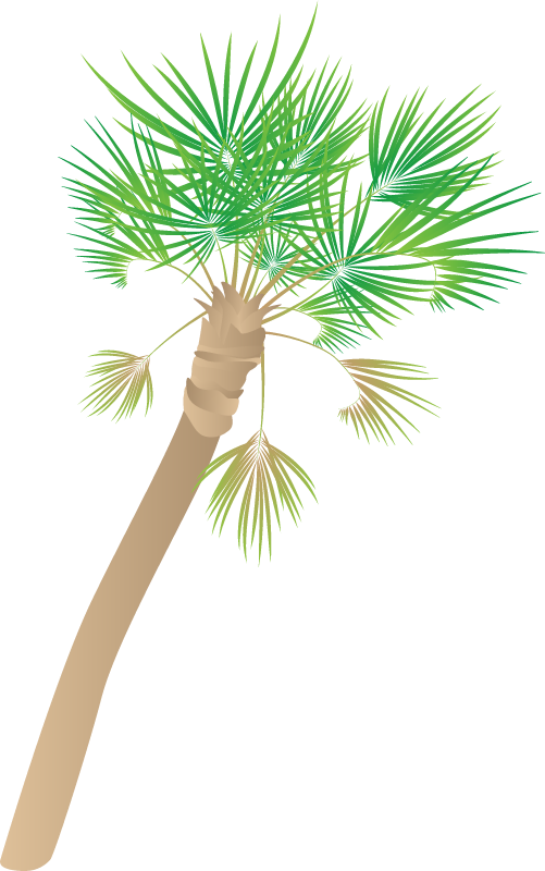 Palm Tree (Arecaceae)