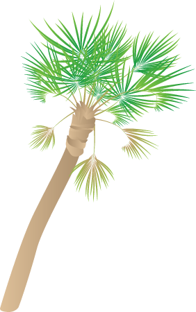 Palm Tree (Arecaceae)