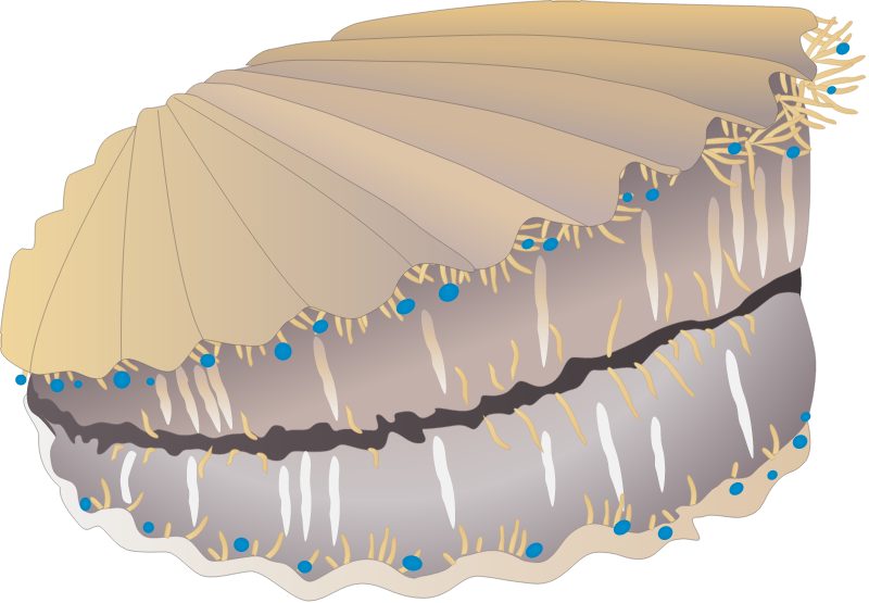 Scallop (Argopecten Irradians)
