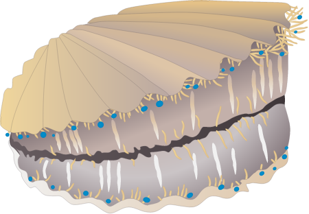 Scallop (Argopecten Irradians)