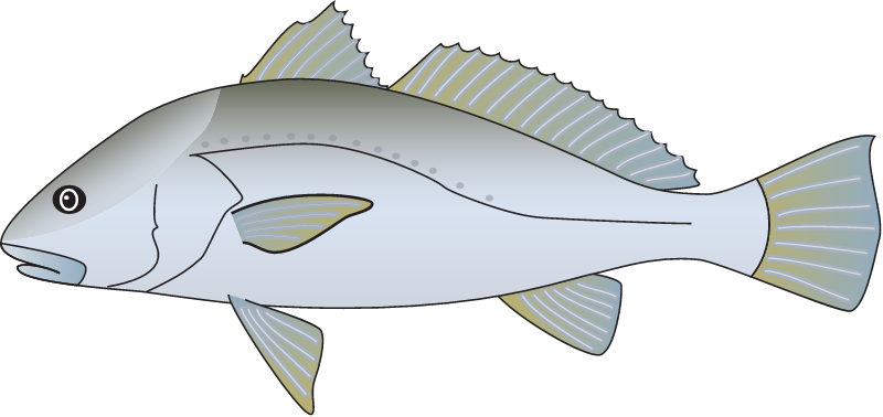 Mulloway (Argyrosomus)