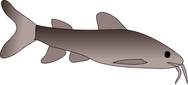 Fork Tailed Catfish (Arius Graeffei)