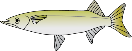 Arrhamphus sclerolepis
