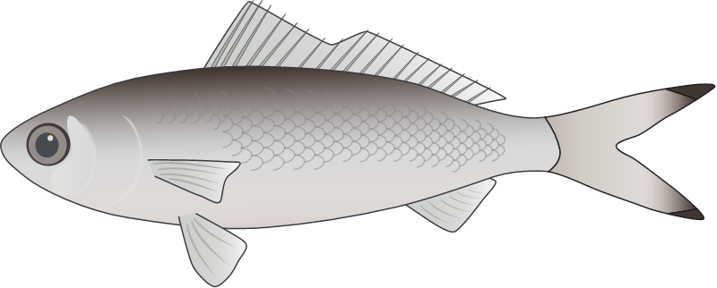 Australian Herring (Arripis Georgianus)