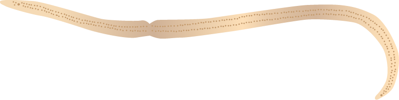 Roundworm (Ascaris)