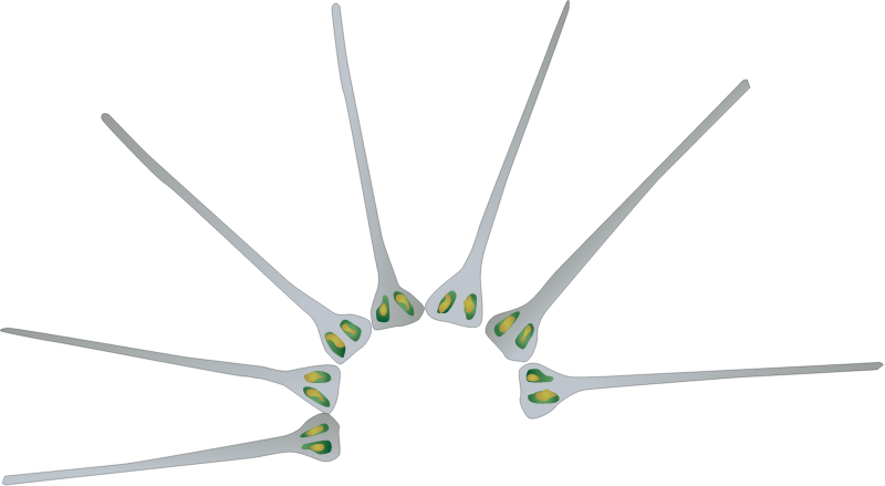 Diatom (Asterionellopsis Glacialis)