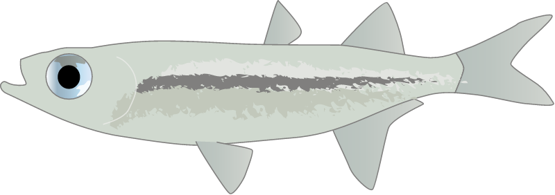 Tropical Silverside (Atherinomorus Duodecimalis)