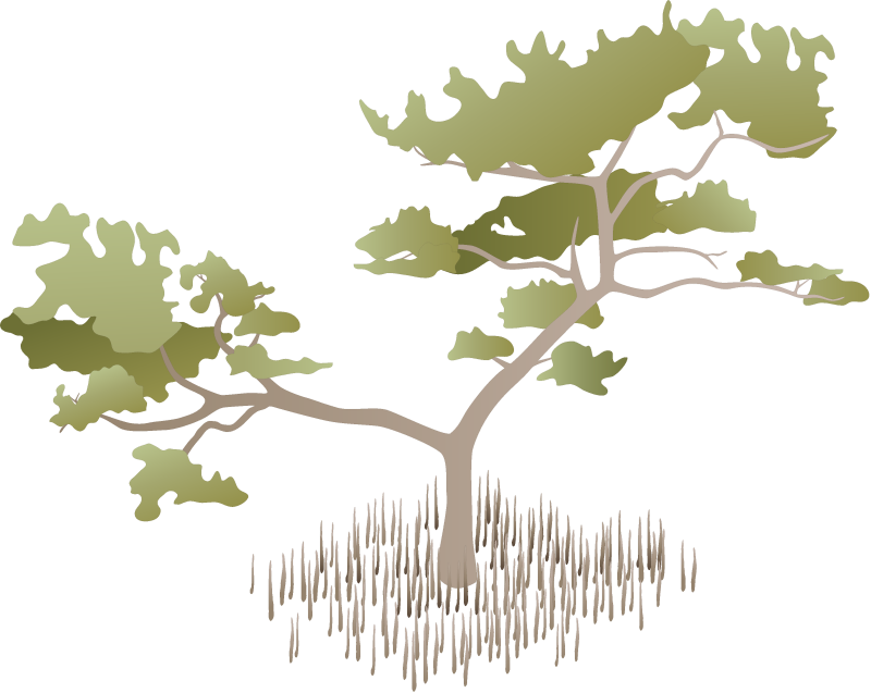 Black Mangrove (Avicennia Germinans)