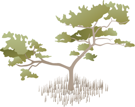 Black Mangrove (Avicennia Germinans)