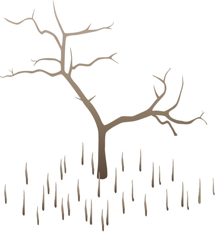 Black Mangrove Dead (Avicennia Germinans)