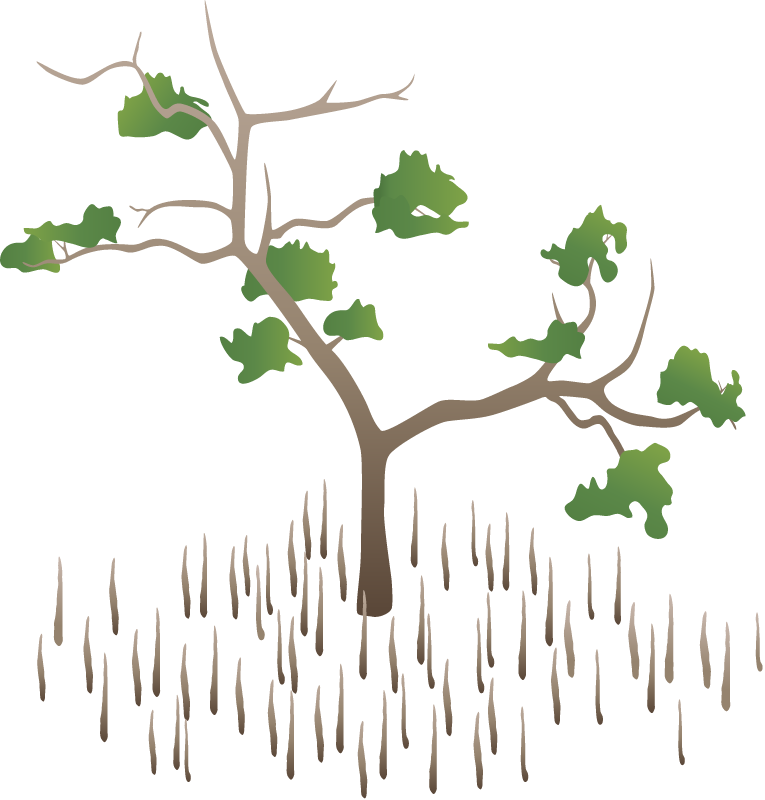Black Mangrove Stress (Avicennia Germinans)
