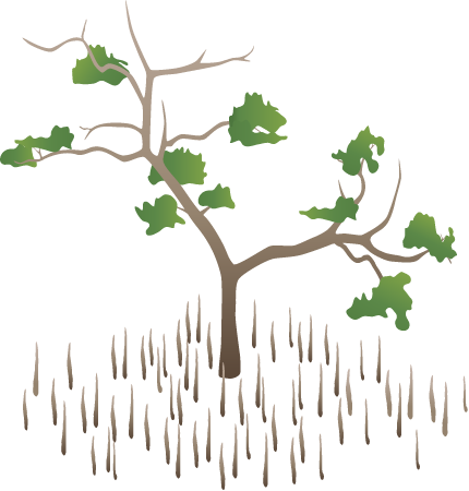 Black Mangrove Stress (Avicennia Germinans)