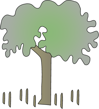 Grey Mangrove (Avicennia Marina)