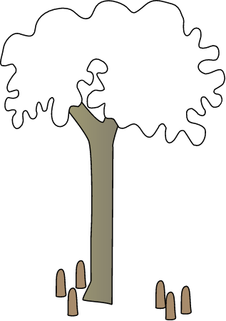 Grey Mangrove Albino (Avicennia Marina)