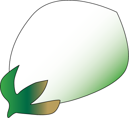 Grey Mangrove Fruit (Avicennia Marina)