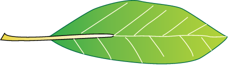 Api-api putih