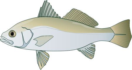 American Silver Perch (Bairdiella Chrysoura)
