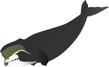 Bowhead Whale (Balaena Mysticetus)