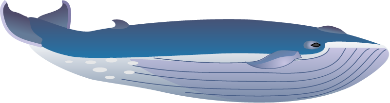 Sei Whale (Balaenoptera Borealis)