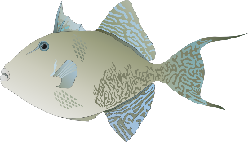 Gray Triggerfish (Balistes Capriscus)