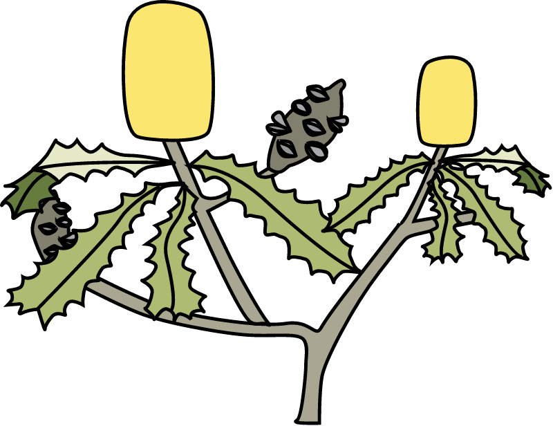 Banksia