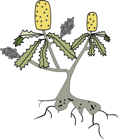 Banksia with Proteid Roots (Banksia)