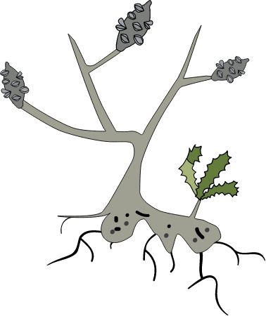 Banksia with Resprouting Lignotuber (Banksia)
