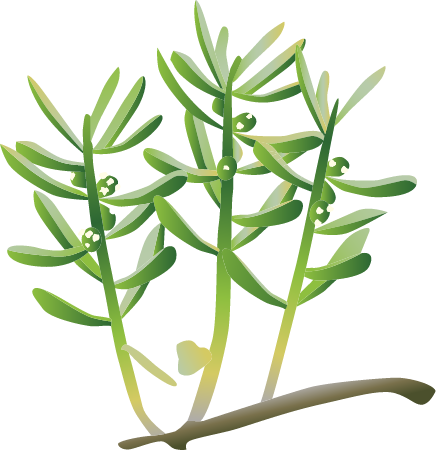 Pickleweed (Batis Maritima)